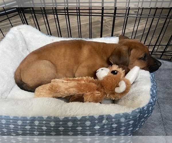 Medium Photo #18 Redbone Coonhound Puppy For Sale in DEXTER, MO, USA