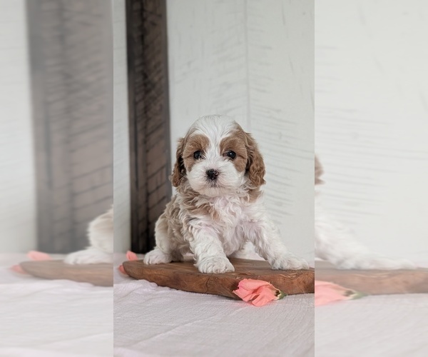 Medium Photo #40 Cavapoo (Miniature) Puppy For Sale in GOSHEN, IN, USA