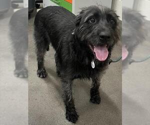 Labrador Retriever-Unknown Mix Dogs for adoption in Forestville, MD, USA