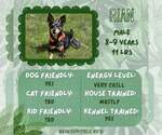 Small #1 Miniature Pinscher Mix