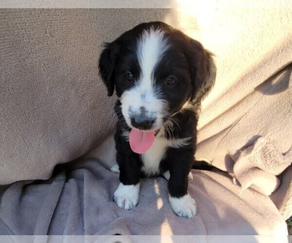 Medium Photo #4 Aussiedoodle Puppy For Sale in CONWAY, SC, USA