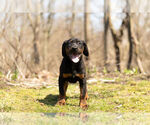 Small Photo #6 Rotterman Puppy For Sale in BRISTOL, IN, USA