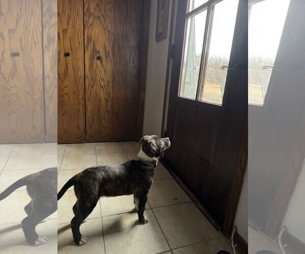 Medium Photo #4 Boxer-Unknown Mix Puppy For Sale in Duluth, MN, USA