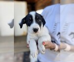 Small #1 Chinese Shar-Pei-German Shepherd Dog Mix