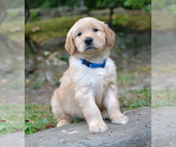 Medium Photo #1 Golden Retriever Puppy For Sale in Germanton, TN, USA