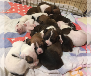 Boxer Puppy for sale in NORCO, CA, USA