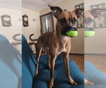Small #2 Boxer Mix