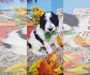 Poodle (Standard) Puppy for sale in DURANT, OK, USA