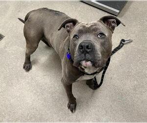 Mutt Dogs for adoption in HESPERIA, CA, USA