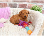 Small #2 Cavapoo