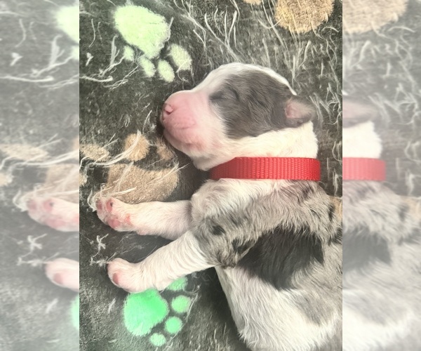 Medium Photo #68 Aussiedoodle-Bernedoodle Mix Puppy For Sale in BELTON, SC, USA