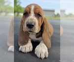 Small Photo #2 Basset Hound Puppy For Sale in GREENLEAF, WI, USA