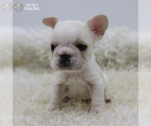 French Bulldog Puppy for sale in TAMPA, FL, USA