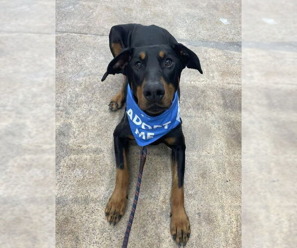 Medium Photo #5 Doberman Pinscher-Unknown Mix Puppy For Sale in Rochester, NY, USA