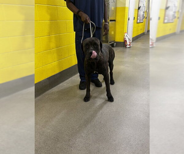 Medium Photo #1 Mutt Puppy For Sale in Forestville, MD, USA