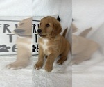Small #1 Golden Retriever