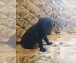 Small Photo #11 Labrador Retriever Puppy For Sale in ORANGE, MA, USA