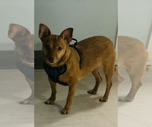 Bambi  [bonded to Sheba] - Female Chihuahua-Unknown Mix Dog for Adoption - Photo #12