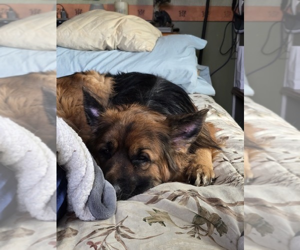 Medium Photo #79 German Shepherd Dog Puppy For Sale in LA FAYETTE, NY, USA