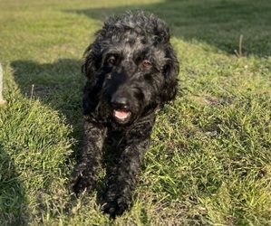 Mother of the Goldendoodle puppies born on 04/09/2025