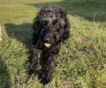 Small Photo #1 Goldendoodle Puppy For Sale in MEMPHIS, TN, USA