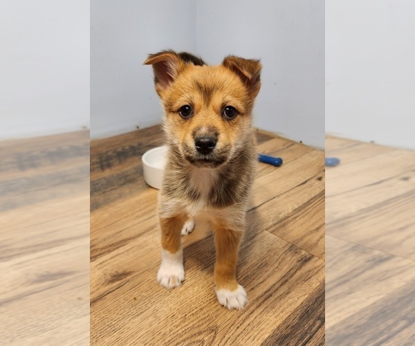 Medium Photo #2 Pomsky Puppy For Sale in MILTON, VT, USA