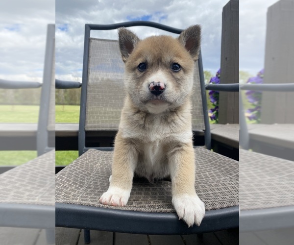 Medium Photo #2 Alaskan Husky-Border Collie Mix Puppy For Sale in RICHMOND, MI, USA