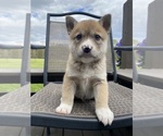 Small #1 Alaskan Husky-Border Collie Mix