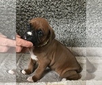 Small Photo #7 Boxer Puppy For Sale in APPLE CREEK, OH, USA