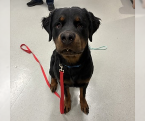 Rottweiler Dogs for adoption in Hillsboro, NH, USA