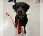 Archie - Male Rottweiler Dog for Adoption - Small photo