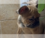 Small #5 American Bullnese-French Bulldog Mix