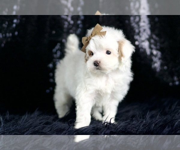 Medium Photo #4 Maltipoo (Miniature) Puppy For Sale in WARSAW, IN, USA