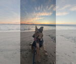Small #10 German Shepherd Dog Mix
