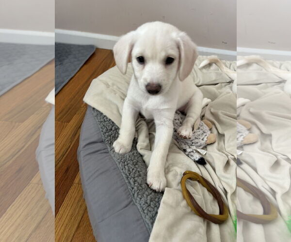 Medium Photo #1 Mutt Puppy For Sale in Polson, MT, USA