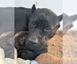 Small #1 Presa Canario