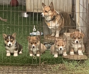 Pembroke Welsh Corgi Puppy for sale in BURLESON, TX, USA