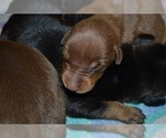 Small Photo #3 Doberman Pinscher Puppy For Sale in EUFAULA, AL, USA