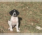 Small Photo #4 German Shorthaired Pointer Puppy For Sale in SANFORD, NC, USA