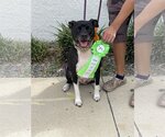 Small Photo #15 Bulldog-Labrador Retriever Mix Puppy For Sale in Sanford, FL, USA
