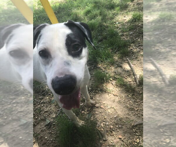 Medium Photo #3 American Bulldog-Unknown Mix Puppy For Sale in Jackson, MS, USA