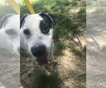 Small #2 American Bulldog Mix