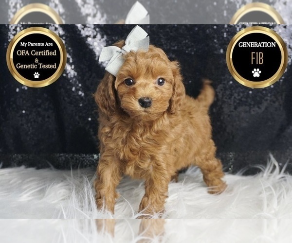 Medium Photo #5 Maltipoo (Miniature) Puppy For Sale in WARSAW, IN, USA