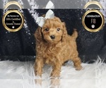 Small Photo #5 Maltipoo (Miniature) Puppy For Sale in WARSAW, IN, USA