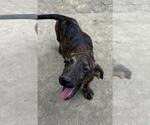 Small #1 Labrador Retriever Mix