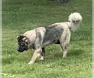 Mother of the Caucasian Shepherd Dog puppies born on 12/12/2024