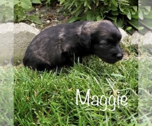 Miniature Labradoodle Puppy for sale in CLARE, MI, USA