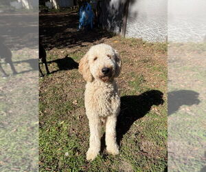 Golden Retriever-Unknown Mix Dogs for adoption in Raleigh, NC, USA