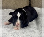 Small Photo #32 Australian Shepherd Puppy For Sale in SALISBURY, NC, USA