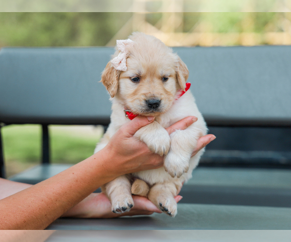 Medium Photo #5 Golden Retriever Puppy For Sale in LIBERTY, KY, USA